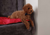 Toy  poodle 3 aylık